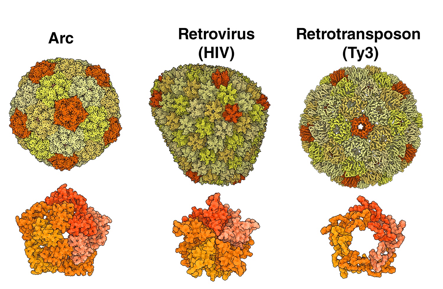 d*a様 Distinction I II III Ⅳ V structures Comparaison de la structure de la capside formée par dArc1 avec